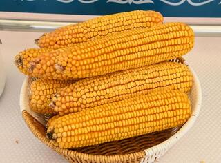 В Сырдарьинском районе начато строительство завода по глубокой переработке кукурузы В Сырдарьинском районе начато строительство завода по глубокой переработке кукурузы