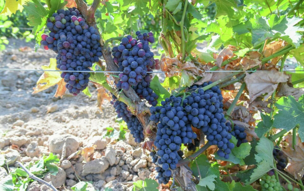 Какой сегодня праздник: 17 апреля 