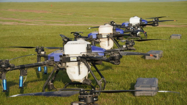 Почему Казахстан сокращает борьбу с саранчой на 500 тысяч гектаров