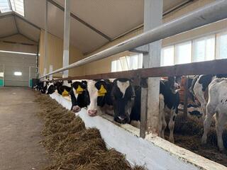 В Акмолинской области запустили современную молочную ферму на 400 голов