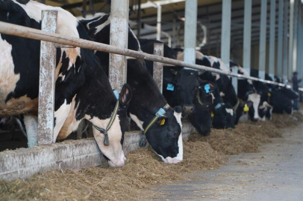 В Акмолинской области запустили современную молочную ферму на 400 голов