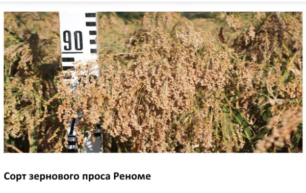 В Казахстане вывели новые засухоустойчивые сорта зерна