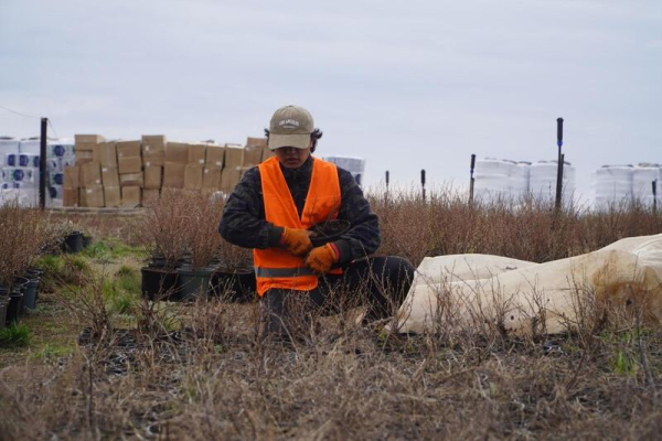 Аким Акмолинской области посетил лесопитомник в Шортандинском районе