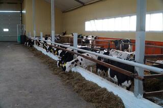 В Акмолинской области запустили современную молочную ферму на 400 голов