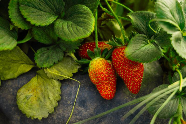 В Атырау развивается технология выращивания клубники в теплице