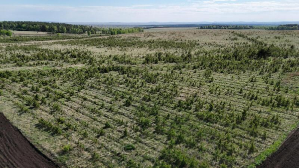 20 млн деревьев высадят в Акмолинской области в 2026 году