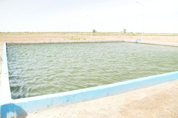 Засеянное саксаулом дно Аральского моря показало Минэкологии Казахстана Засеянное саксаулом дно Аральского моря показало Минэкологии Казахстана