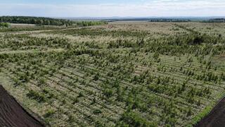20 млн деревьев высадят в Акмолинской области в 2026 году
