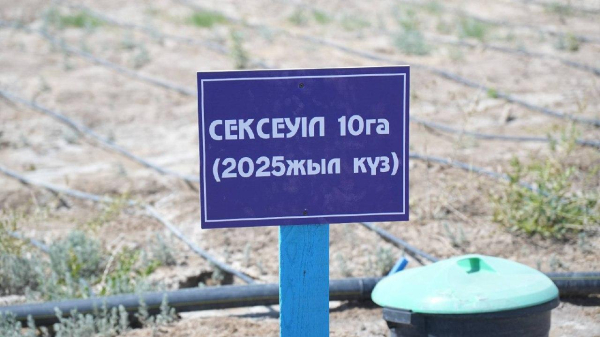 Арал снова оживает: что происходит на месте бывшего моря
