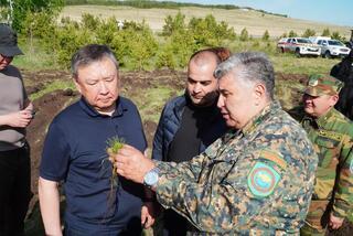 20 млн деревьев высадят в Акмолинской области в 2026 году