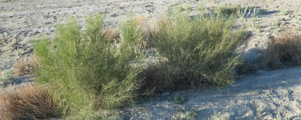 Засеянное саксаулом дно Аральского моря показало Минэкологии Казахстана Засеянное саксаулом дно Аральского моря показало Минэкологии Казахстана