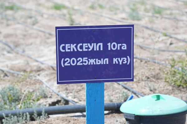 Засеянное саксаулом дно Аральского моря показало Минэкологии Казахстана Засеянное саксаулом дно Аральского моря показало Минэкологии Казахстана