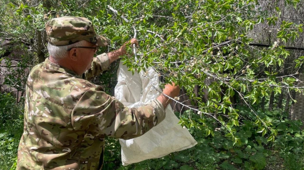 В Карагандинской области собрали почти 3 тонны семян для новых лесов В Карагандинской области собрали почти 3 тонны семян для новых лесов