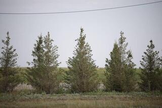В Акмолинской области развивается производство отечественного посадочного материала В Акмолинской области развивается производство отечественного посадочного материала