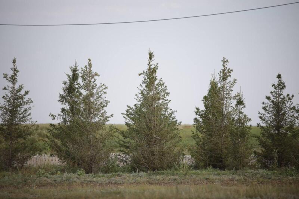 В Акмолинской области развивается производство отечественного посадочного материала В Акмолинской области развивается производство отечественного посадочного материала