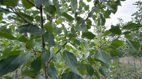 В Акмолинской области развивается производство отечественного посадочного материала В Акмолинской области развивается производство отечественного посадочного материала